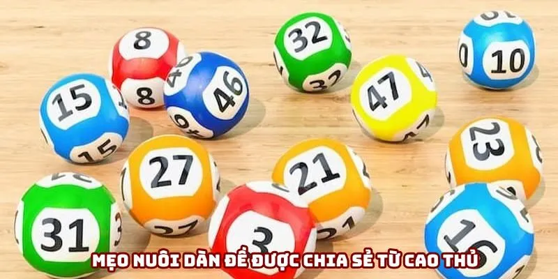Mẹo nuôi dàn đề được chia sẻ từ cao thủ Mẹo nuôi dàn đề được chia sẻ từ cao thủ